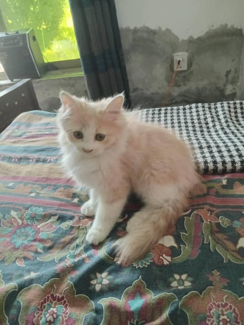 top quality kittens 9