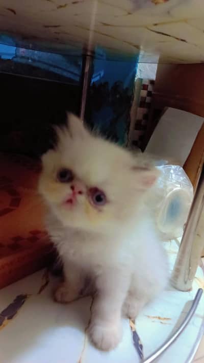 piki male kitten for sale