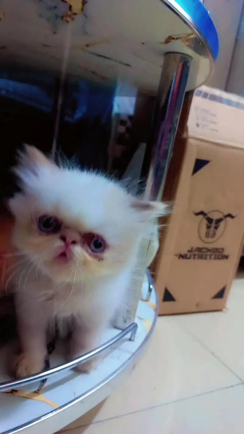 piki male kitten for sale — photo 2