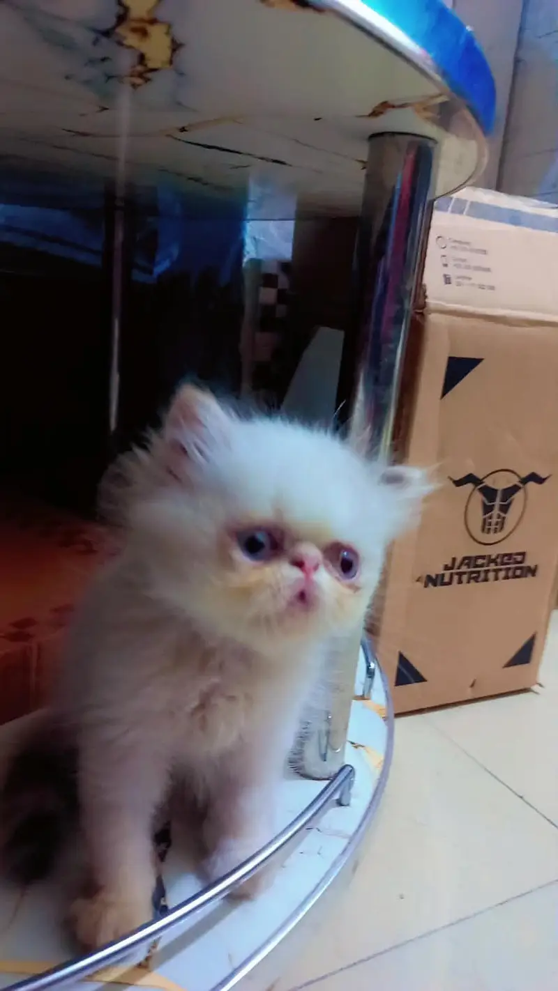 piki male kitten for sale — photo 3