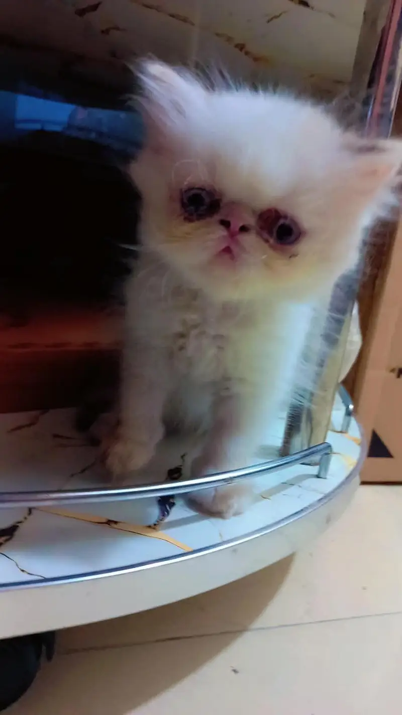 piki male kitten for sale — photo 4