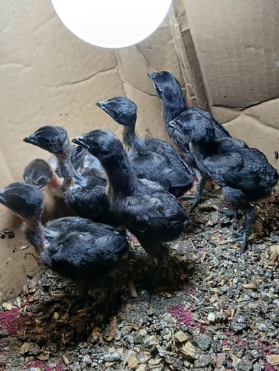 dragon x ganoi chicks for sale