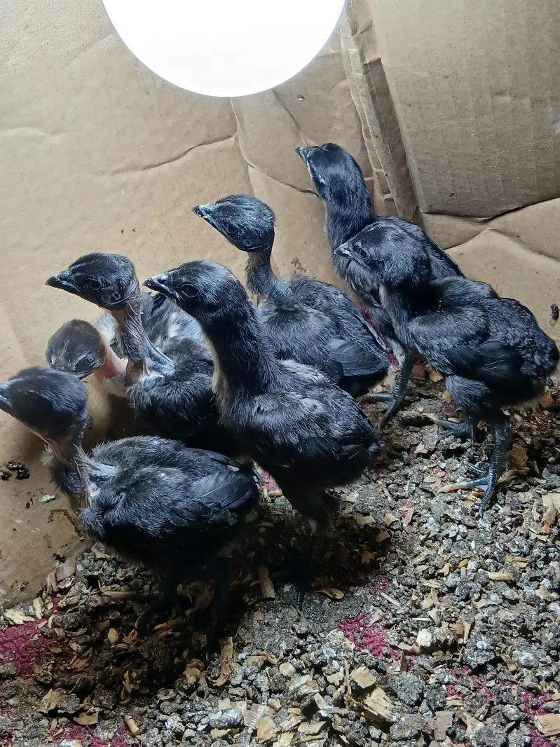 dragon x ganoi chicks for sale