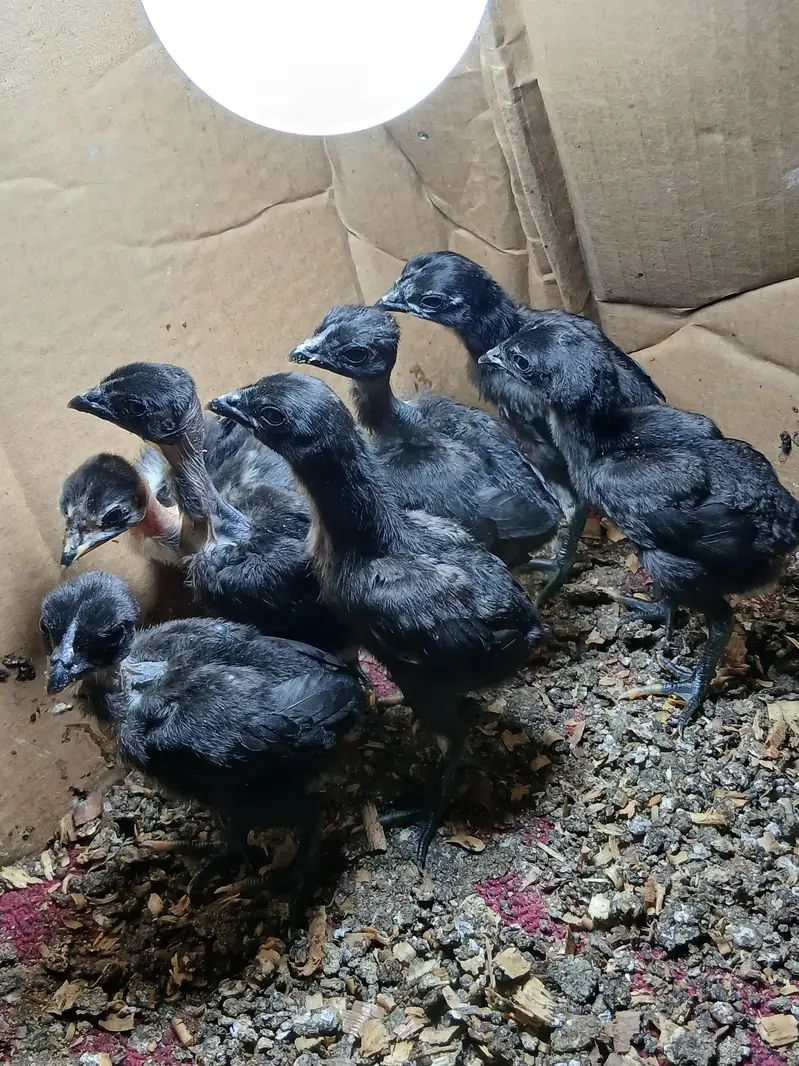 dragon x ganoi chicks for sale — photo 2