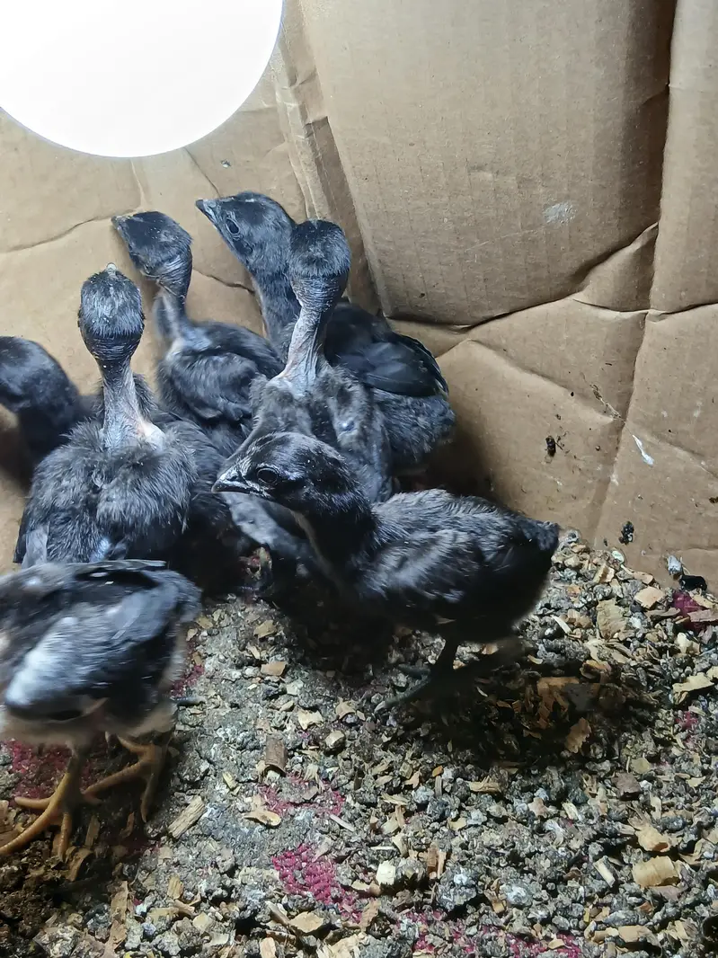 dragon x ganoi chicks for sale — photo 3