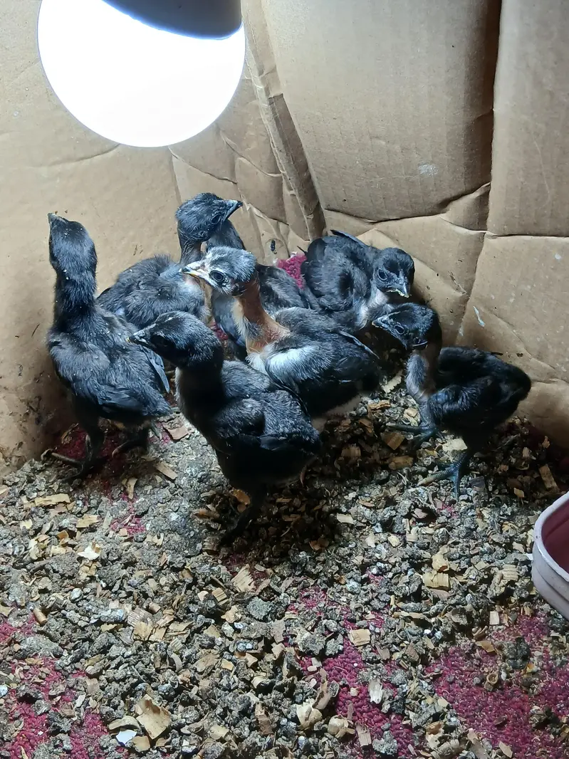 dragon x ganoi chicks for sale — photo 4