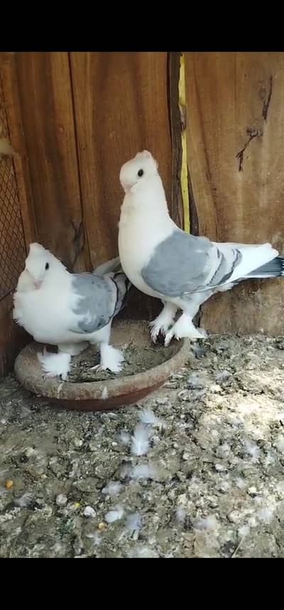 fancy pegions for sale