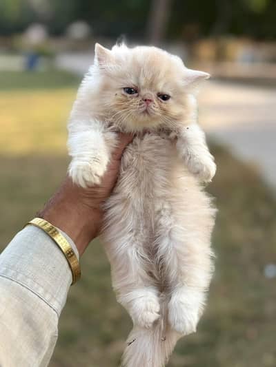 persain kittens ,  semi punch , peki