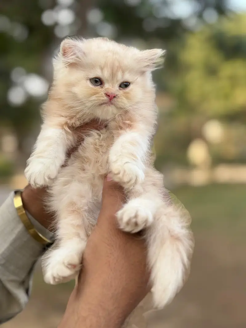 persain kittens ,  semi punch , peki — photo 2