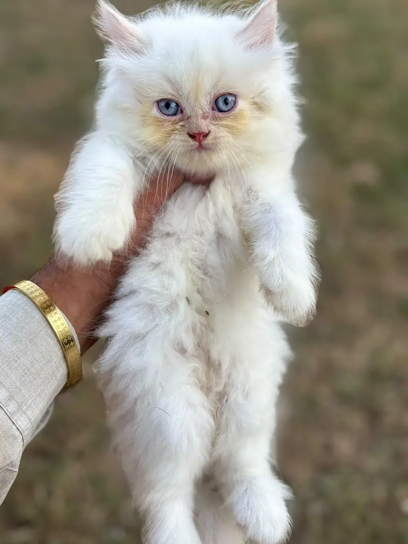 persain kittens ,  semi punch , peki — photo 3