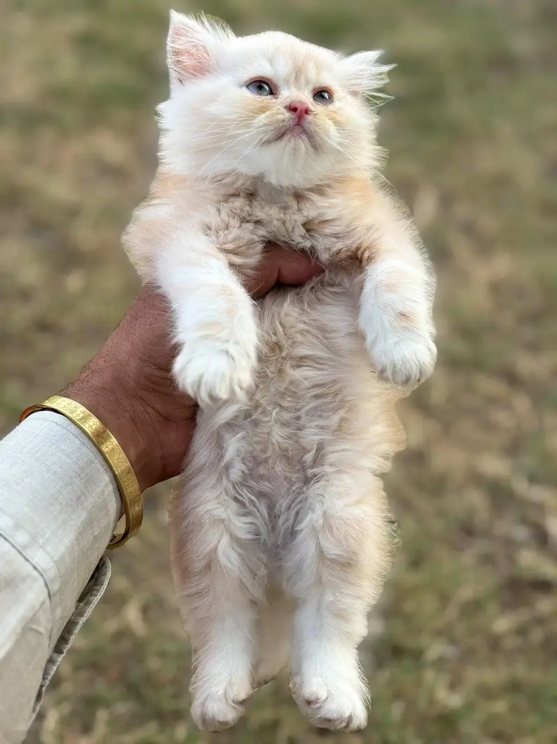 persain kittens ,  semi punch , peki — photo 4