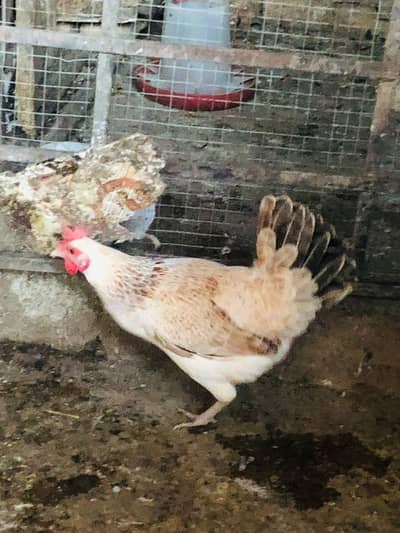 egg laying hens for sale