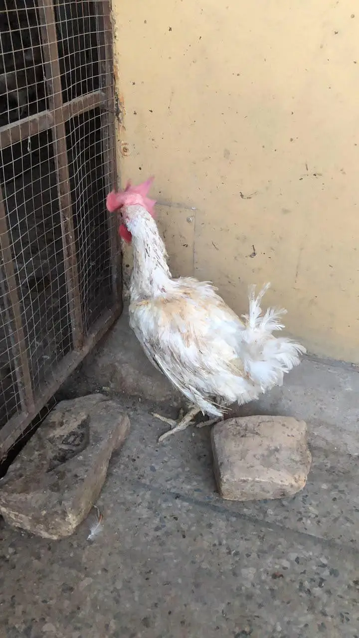 egg laying hens for sale — photo 2