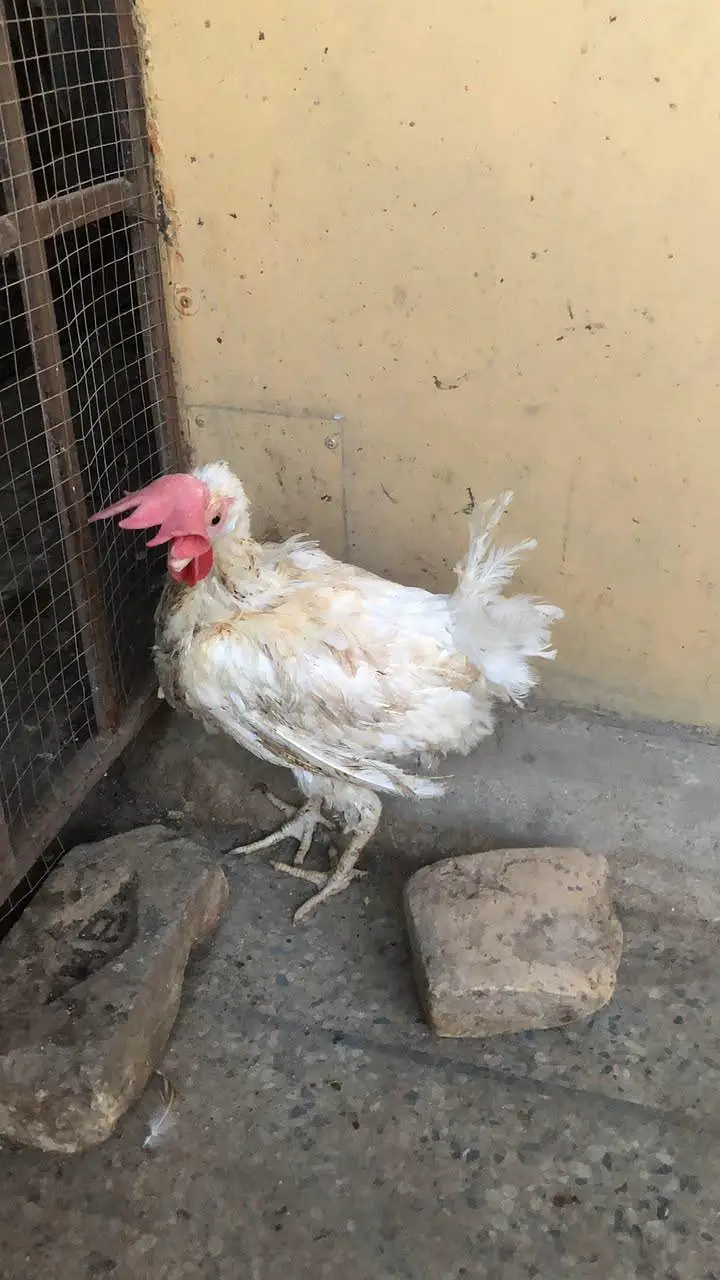 egg laying hens for sale — photo 3