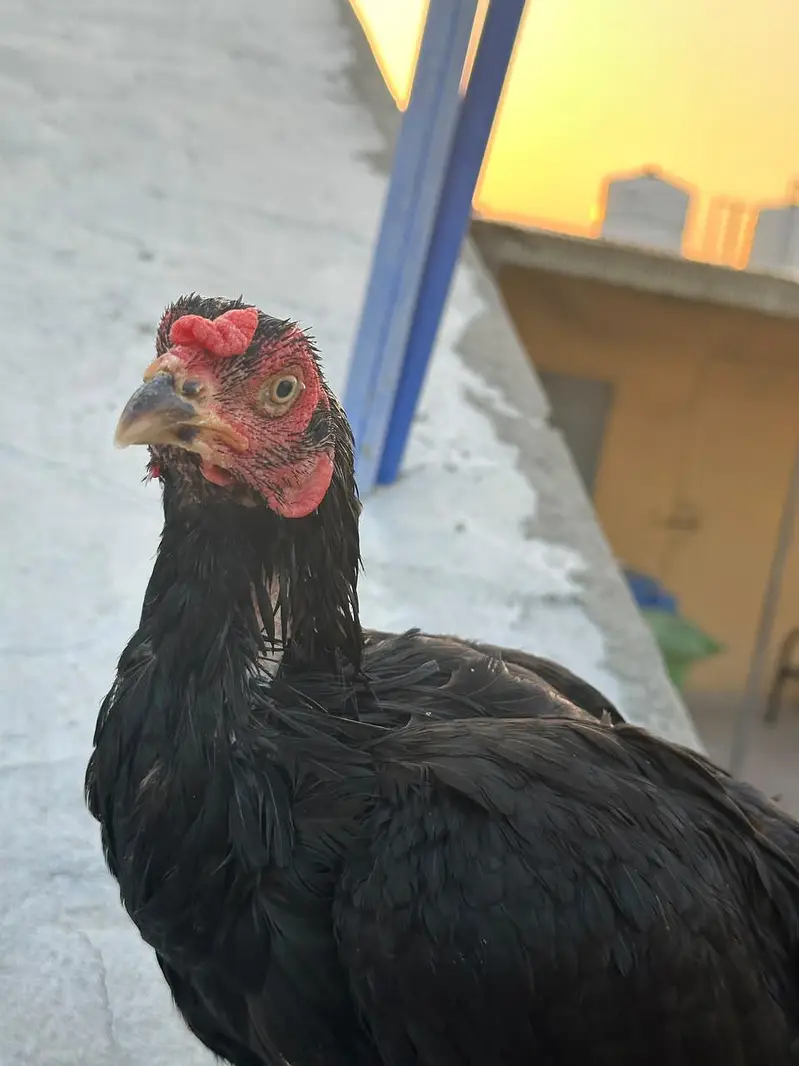 egg laying hens for sale — photo 4