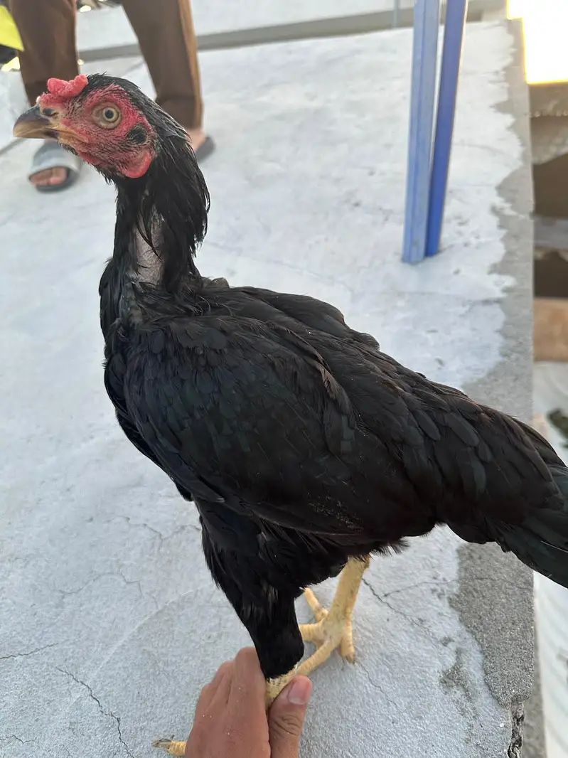 egg laying hens for sale — photo 5
