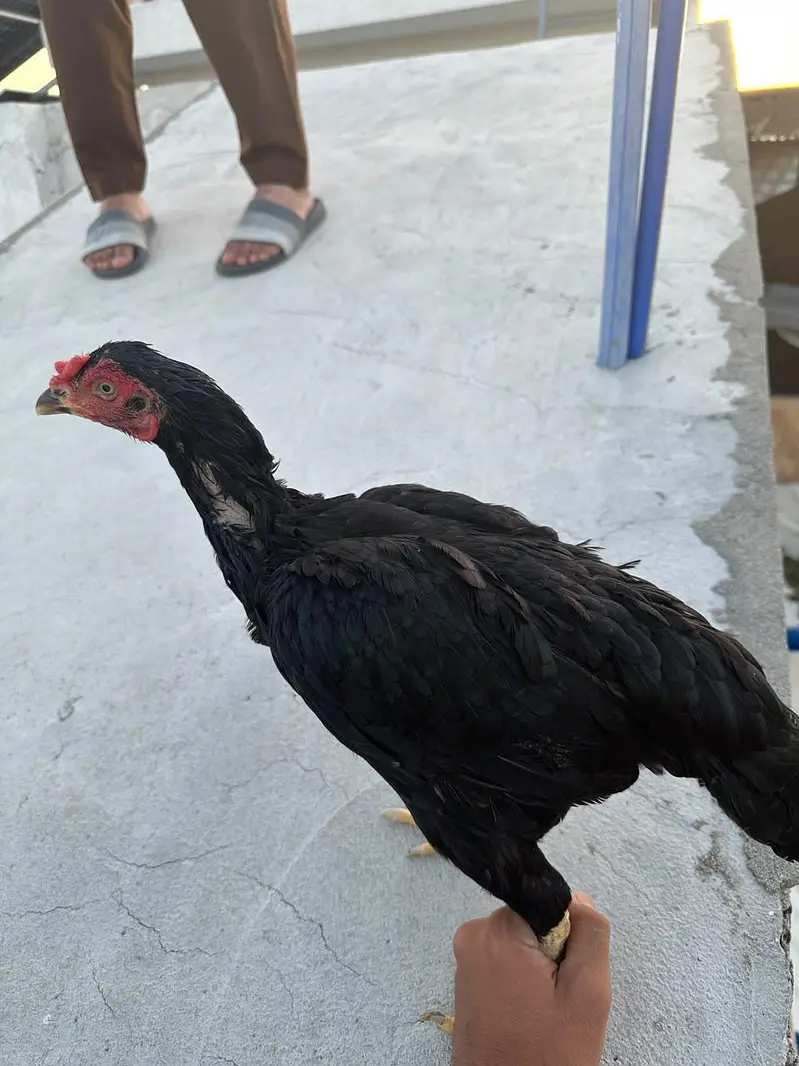 egg laying hens for sale — photo 6