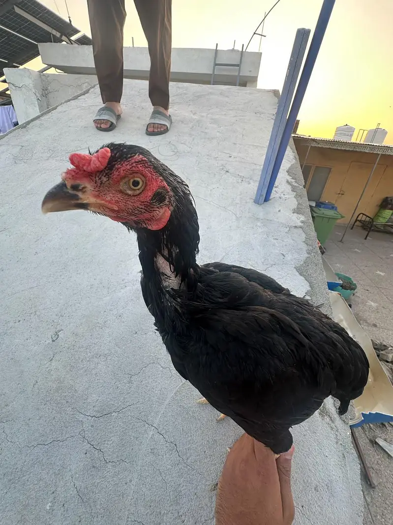 egg laying hens for sale — photo 7