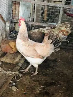 egg laying hens for sale — photo 8