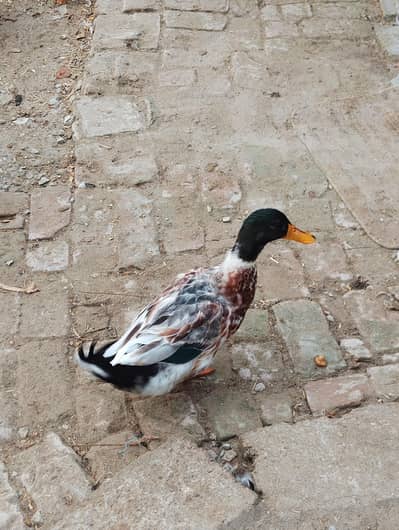 Muscovy duck