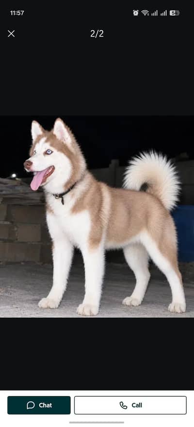 Siberian Husky wooly Coat  Female For Sale