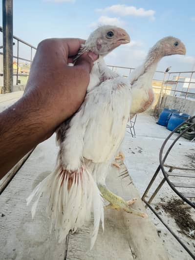 Indian Parrot Beak Long Tail Turtle eyes  100% garenty Original breed