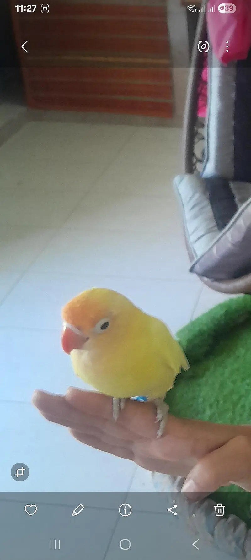 male budgie, female love bird — photo 2