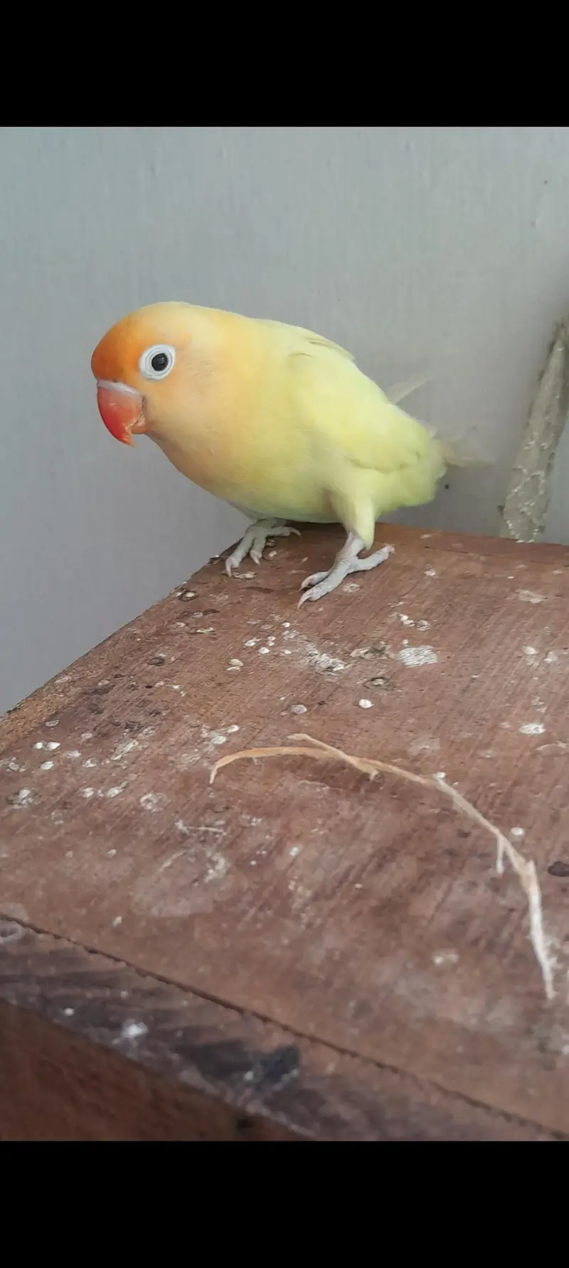 male budgie, female love bird — photo 3