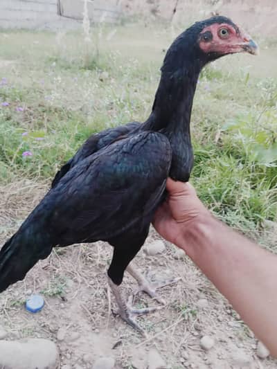 Aseel Black hen home breed | long height black hen Aseel Madi | Mushki