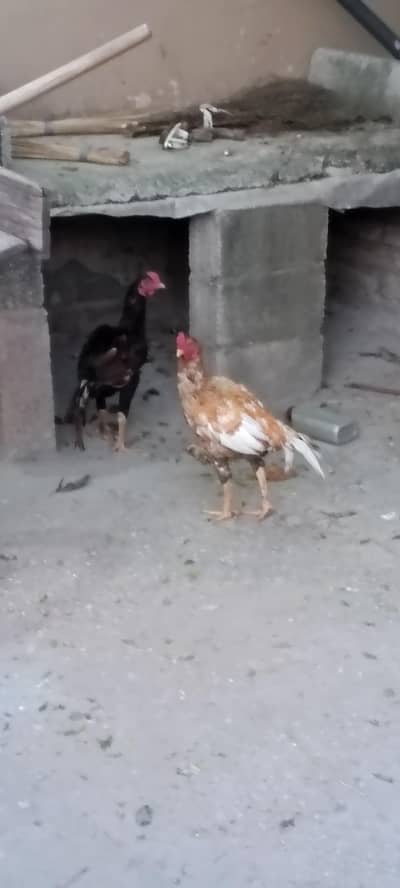 Aseel nar for sale