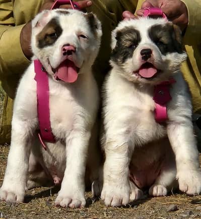 Top Quality King Alabai Puppies Pair - 2 Months Old