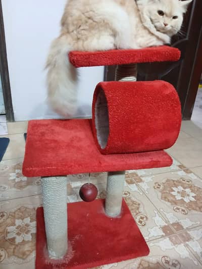 Cat Scratchers Buy 1 Get 1 Free
