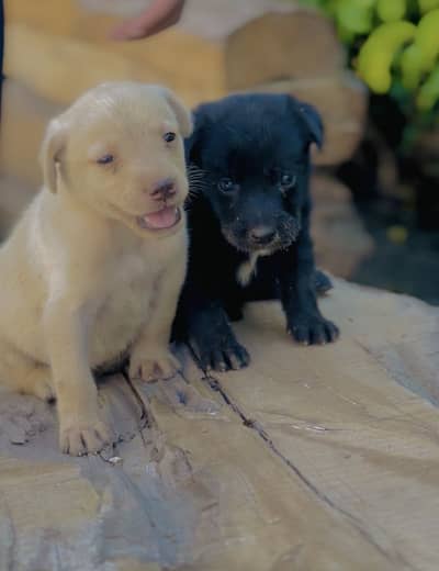 Male and female