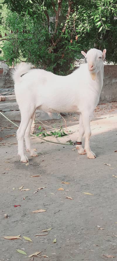 Gulabu Tedda top quality