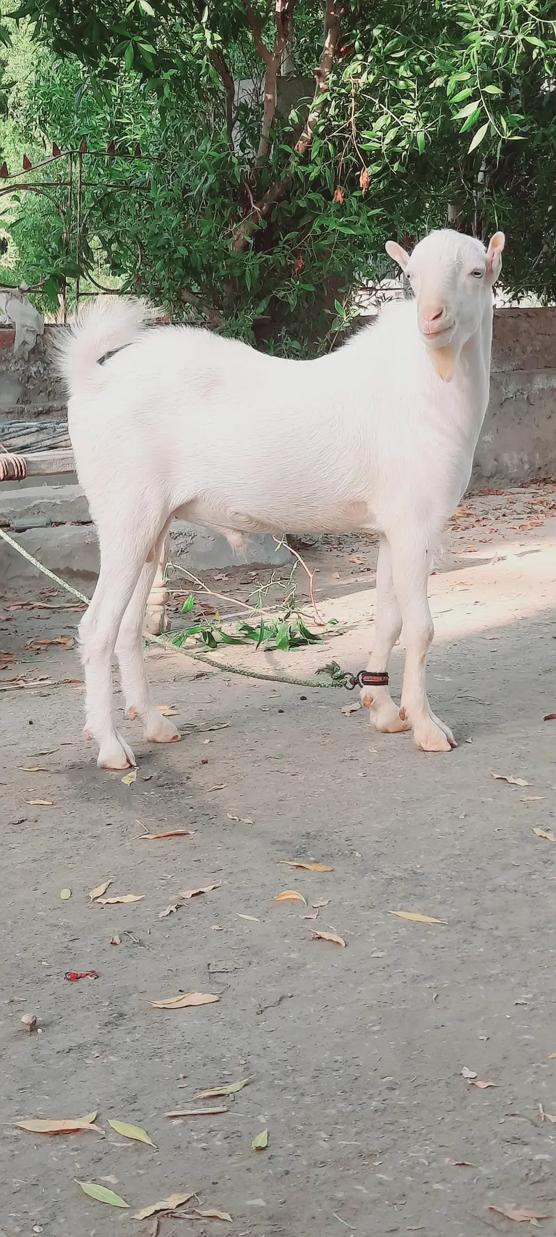 Gulabu Tedda top quality