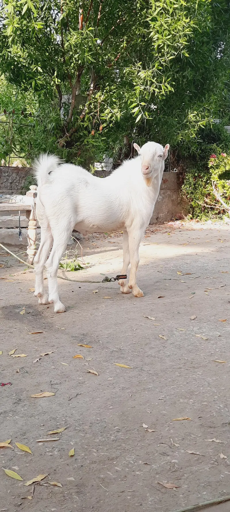 Gulabu Tedda top quality — photo 2