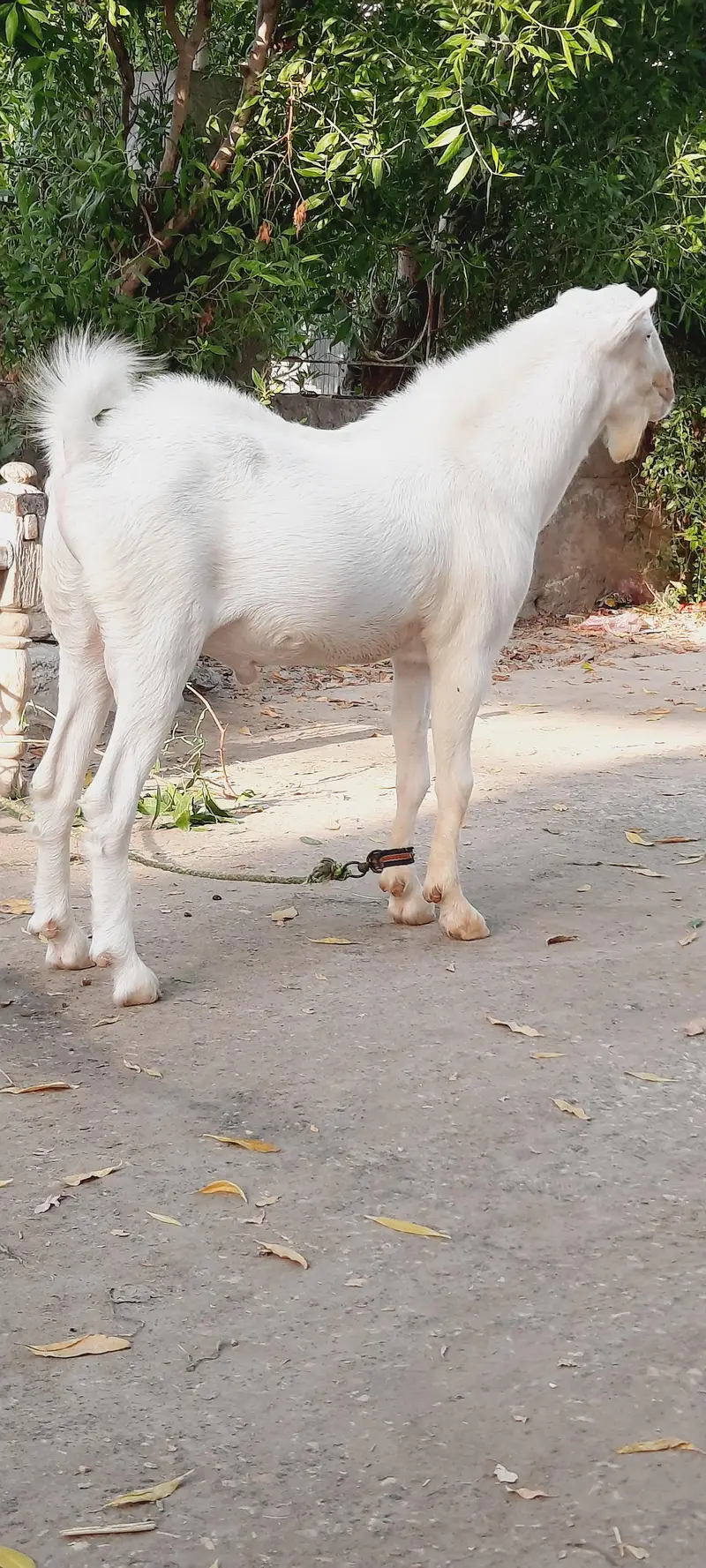 Gulabu Tedda top quality — photo 3