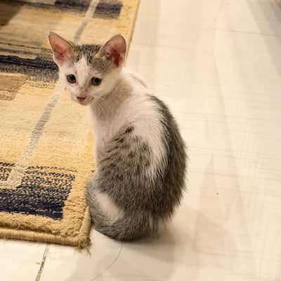 Cute Oreo