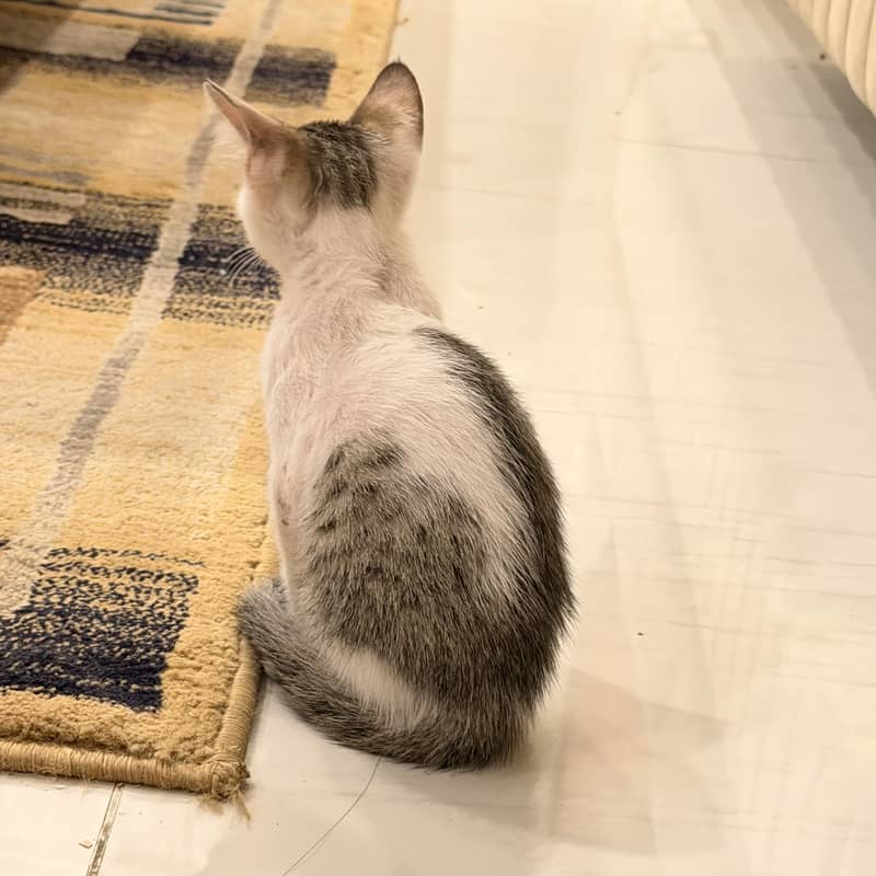 Cute Oreo 1