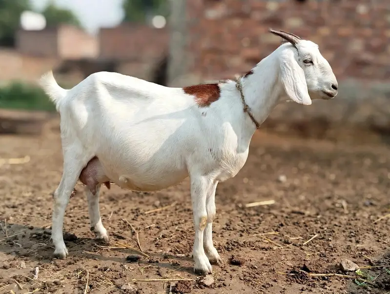 Goat selling