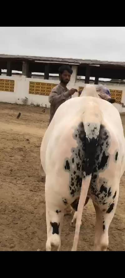 Gulabi bacha 5 mun plus meat weight Kheera