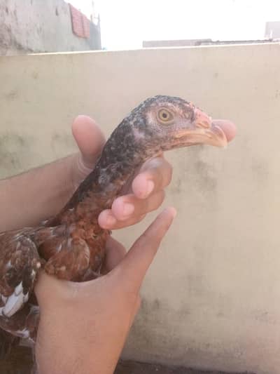 aseel cheeni home breed . .