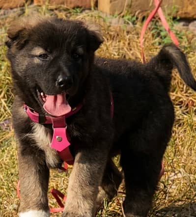 ​Top Quality King Kurdish Kangal Male - 2 Months Old