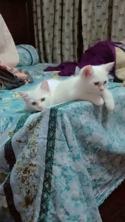 پرشین کیٹ کے کٹن  03251230030