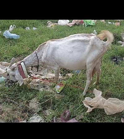 taddy bakri dhodh wali