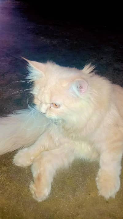 Persian cat