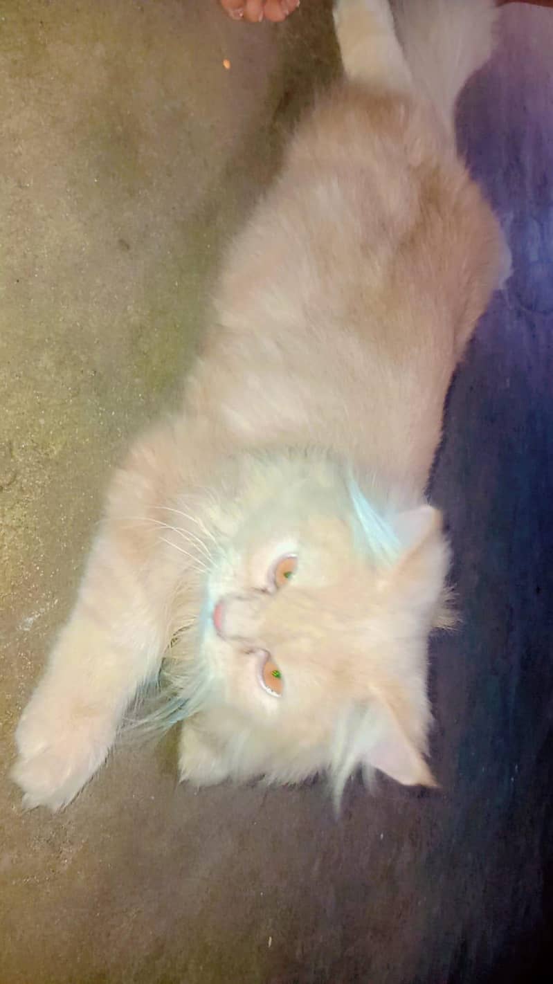 Persian cat 1