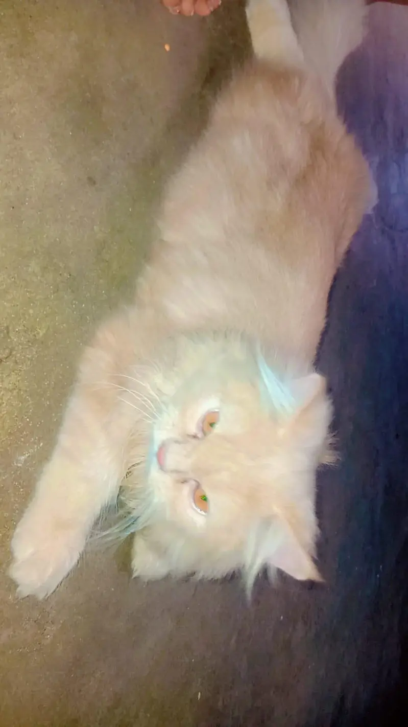 Persian cat — photo 2