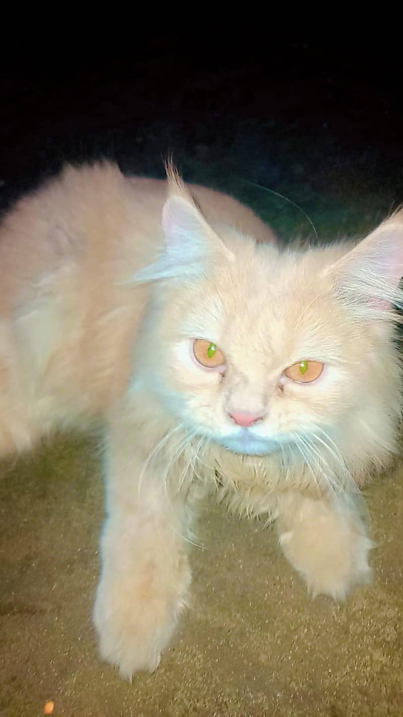Persian cat 2