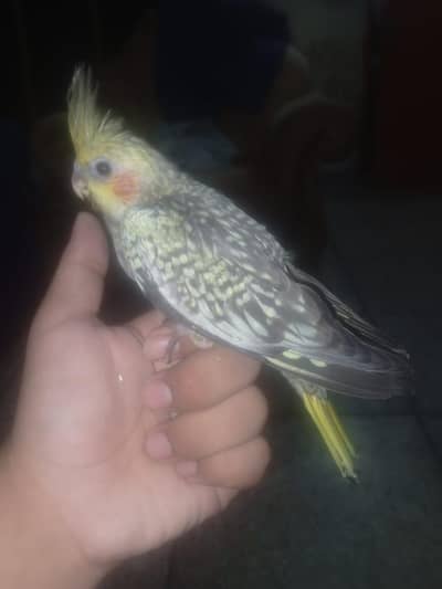 rare mutation common perl cocktail chick available